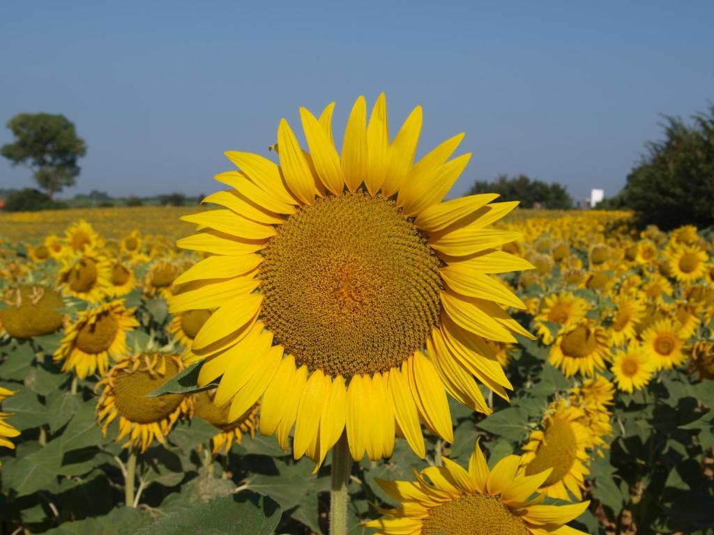 Séjour à la ferme Azienda Agrituristica Il Poggetto Delle Spighe