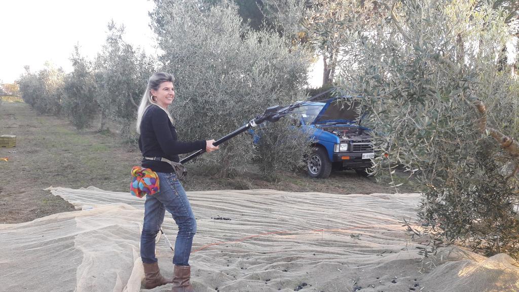 Azienda Agrituristica Il Poggetto Delle Spighe *
