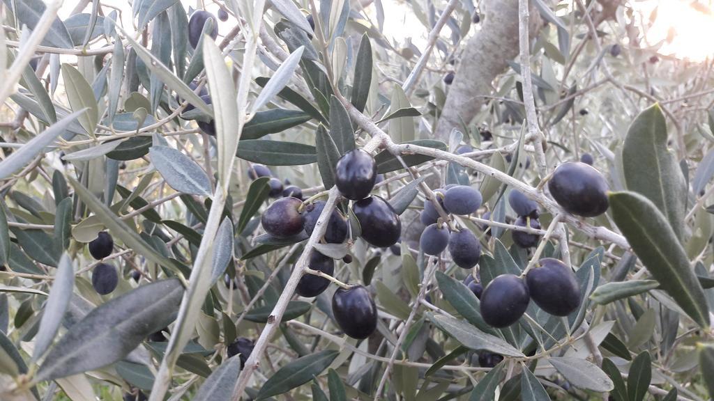 Azienda Agrituristica Il Poggetto Delle Spighe Collesalvetti